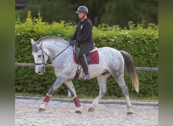 Koń andaluzyjski Mix, Wałach, 5 lat, 164 cm, Siwa