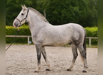 Koń andaluzyjski Mix, Wałach, 5 lat, 164 cm, Siwa