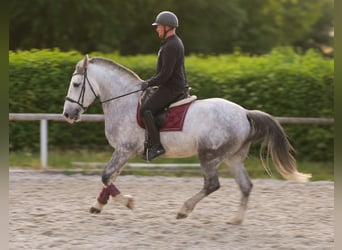 Koń andaluzyjski Mix, Wałach, 5 lat, 164 cm, Siwa
