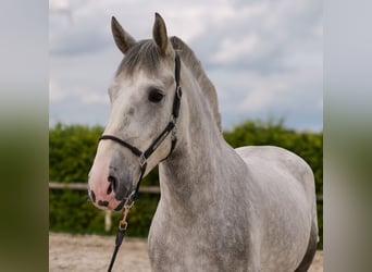 Koń andaluzyjski Mix, Wałach, 5 lat, 164 cm, Siwa