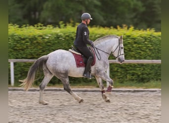 Koń andaluzyjski Mix, Wałach, 5 lat, 164 cm, Siwa