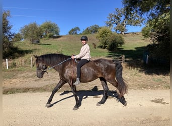 Koń andaluzyjski, Wałach, 5 lat, 168 cm, Kara