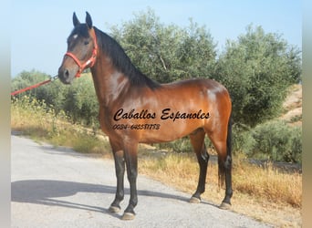 Koń andaluzyjski, Wałach, 6 lat, 152 cm, Gniada
