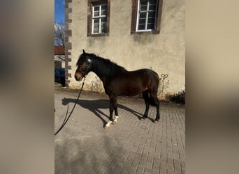 Koń andaluzyjski, Wałach, 6 lat, 154 cm, Ciemnogniada