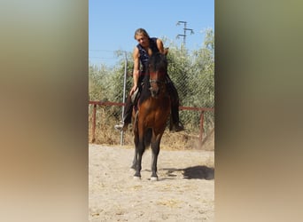 Koń andaluzyjski, Wałach, 6 lat, 156 cm, Gniada