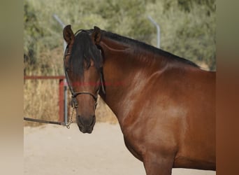 Koń andaluzyjski, Wałach, 6 lat, 156 cm, Gniada