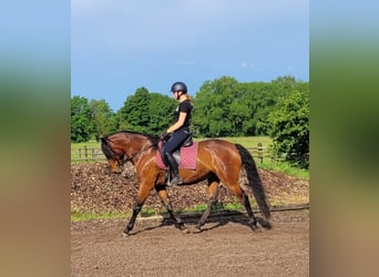 Koń andaluzyjski Mix, Wałach, 6 lat, 156 cm, Gniada