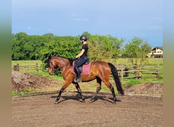 Koń andaluzyjski Mix, Wałach, 6 lat, 156 cm, Gniada
