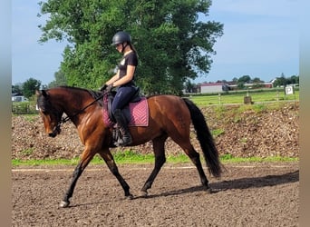 Koń andaluzyjski Mix, Wałach, 6 lat, 156 cm, Gniada