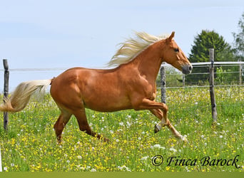 Koń andaluzyjski, Wałach, 6 lat, 156 cm, Izabelowata