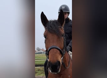 Koń andaluzyjski Mix, Wałach, 6 lat, 157 cm, Gniada