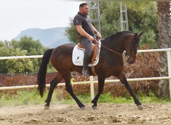 Koń andaluzyjski, Wałach, 6 lat, 158 cm, Ciemnogniada