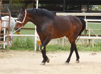 Koń andaluzyjski, Wałach, 6 lat, 158 cm, Ciemnogniada