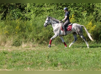 Koń andaluzyjski, Wałach, 6 lat, 158 cm, Siwa jabłkowita