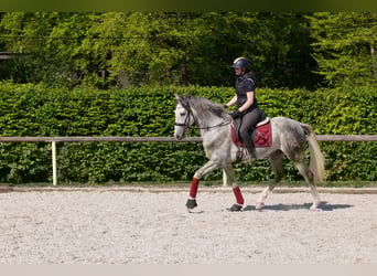 Koń andaluzyjski, Wałach, 6 lat, 158 cm, Siwa jabłkowita