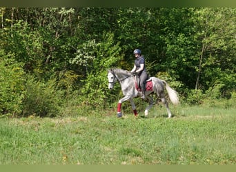 Koń andaluzyjski, Wałach, 6 lat, 158 cm, Siwa jabłkowita