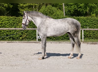 Koń andaluzyjski, Wałach, 6 lat, 158 cm, Siwa jabłkowita