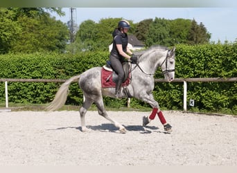 Koń andaluzyjski, Wałach, 6 lat, 158 cm, Siwa jabłkowita