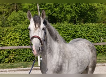 Koń andaluzyjski, Wałach, 6 lat, 158 cm, Siwa jabłkowita