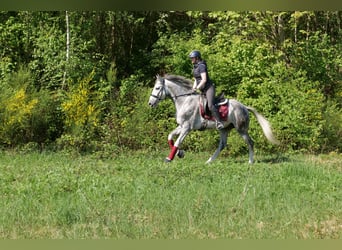 Koń andaluzyjski, Wałach, 6 lat, 158 cm, Siwa jabłkowita