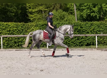 Koń andaluzyjski, Wałach, 6 lat, 158 cm, Siwa jabłkowita