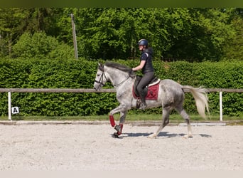 Koń andaluzyjski, Wałach, 6 lat, 158 cm, Siwa jabłkowita