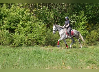 Koń andaluzyjski, Wałach, 6 lat, 158 cm, Siwa jabłkowita