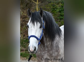 Koń andaluzyjski, Wałach, 6 lat, 160 cm, Siwa