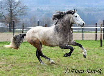 Koń andaluzyjski, Wałach, 6 lat, 160 cm, Siwa