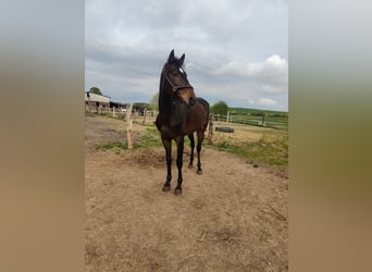 Koń andaluzyjski, Wałach, 6 lat, 165 cm, Ciemnogniada