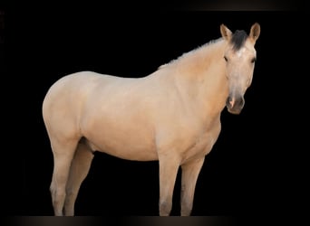 Koń andaluzyjski, Wałach, 6 lat, 165 cm, Jelenia