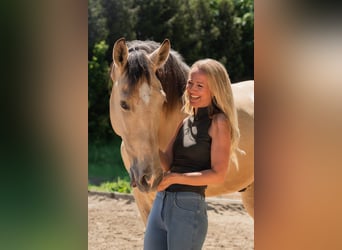 Koń andaluzyjski, Wałach, 6 lat, 165 cm, Jelenia