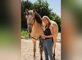 Koń andaluzyjski, Wałach, 6 lat, 165 cm, Jelenia