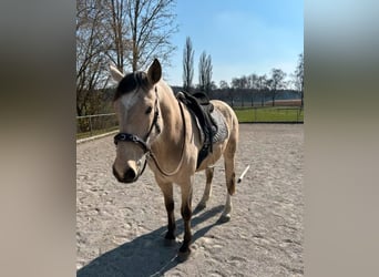 Koń andaluzyjski, Wałach, 6 lat, 165 cm, Jelenia