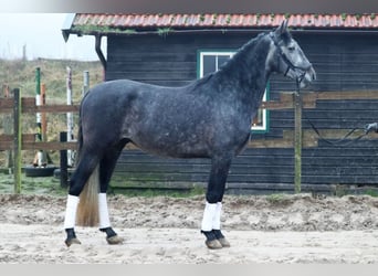 Koń andaluzyjski, Wałach, 6 lat, 165 cm, Siwa jabłkowita