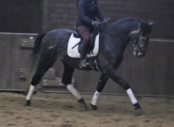 Koń andaluzyjski, Wałach, 6 lat, 165 cm, Siwa jabłkowita