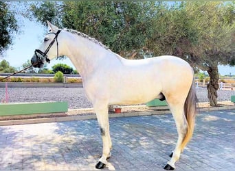 Koń andaluzyjski, Wałach, 6 lat, 165 cm, Siwa