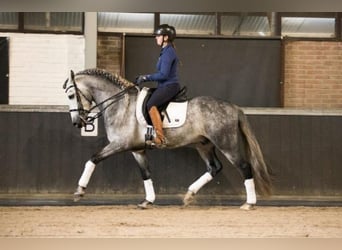 Koń andaluzyjski, Wałach, 6 lat, 167 cm, Siwa