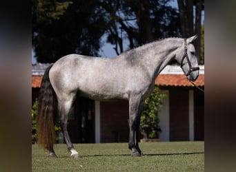 Koń andaluzyjski, Wałach, 6 lat, 167 cm, Siwa