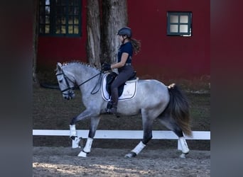 Koń andaluzyjski, Wałach, 6 lat, 167 cm, Siwa