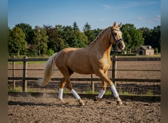 Koń andaluzyjski, Wałach, 6 lat, 168 cm, Izabelowata