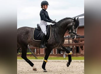 Koń andaluzyjski, Wałach, 6 lat, 170 cm, Siwa jabłkowita