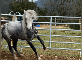 Koń andaluzyjski Mix, Wałach, 7 lat, 152 cm, Siwa jabłkowita