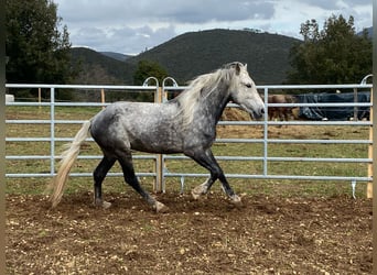 Koń andaluzyjski Mix, Wałach, 7 lat, 152 cm, Siwa jabłkowita