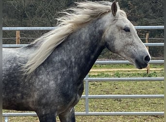 Koń andaluzyjski Mix, Wałach, 7 lat, 152 cm, Siwa jabłkowita