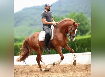 Koń andaluzyjski Mix, Wałach, 7 lat, 158 cm, Kasztanowata