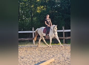 Koń andaluzyjski Mix, Wałach, 7 lat, 160 cm, Biała