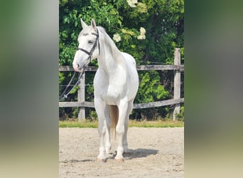 Koń andaluzyjski Mix, Wałach, 7 lat, 160 cm, Biała