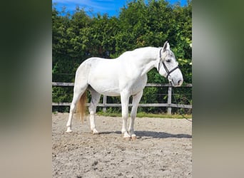 Koń andaluzyjski Mix, Wałach, 7 lat, 160 cm, Biała