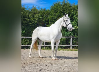 Koń andaluzyjski Mix, Wałach, 7 lat, 160 cm, Biała